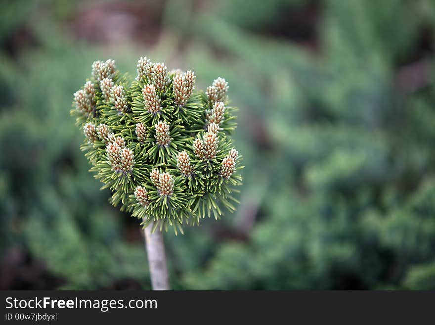 Freshly green tree