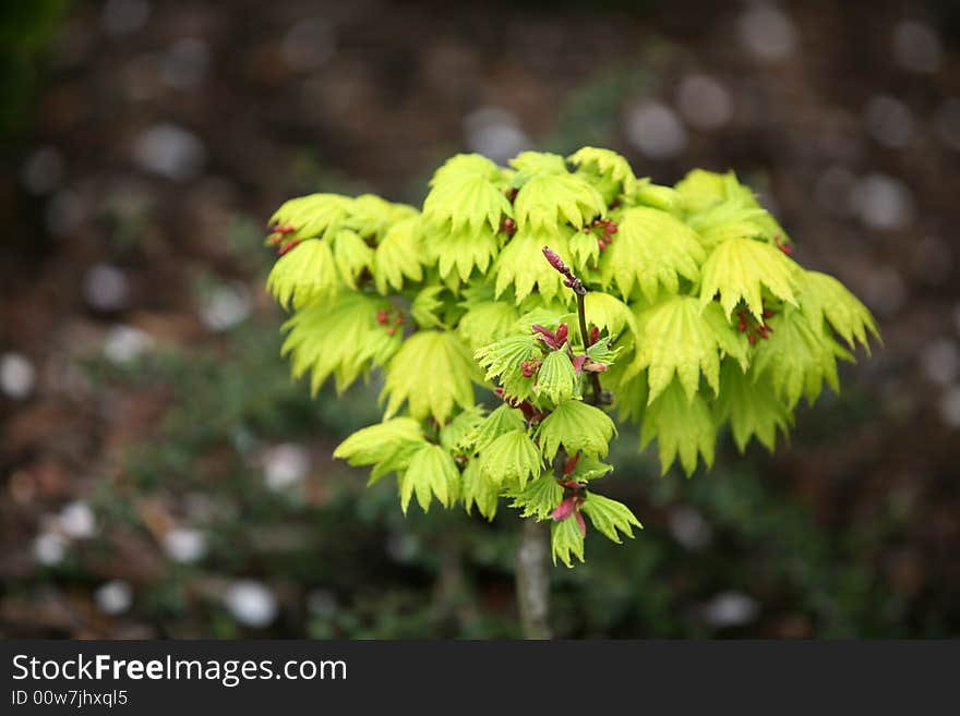 Freshly green tree