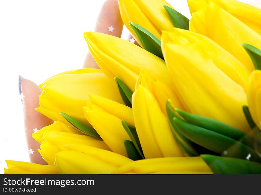 Yellow tulips isolated on white background