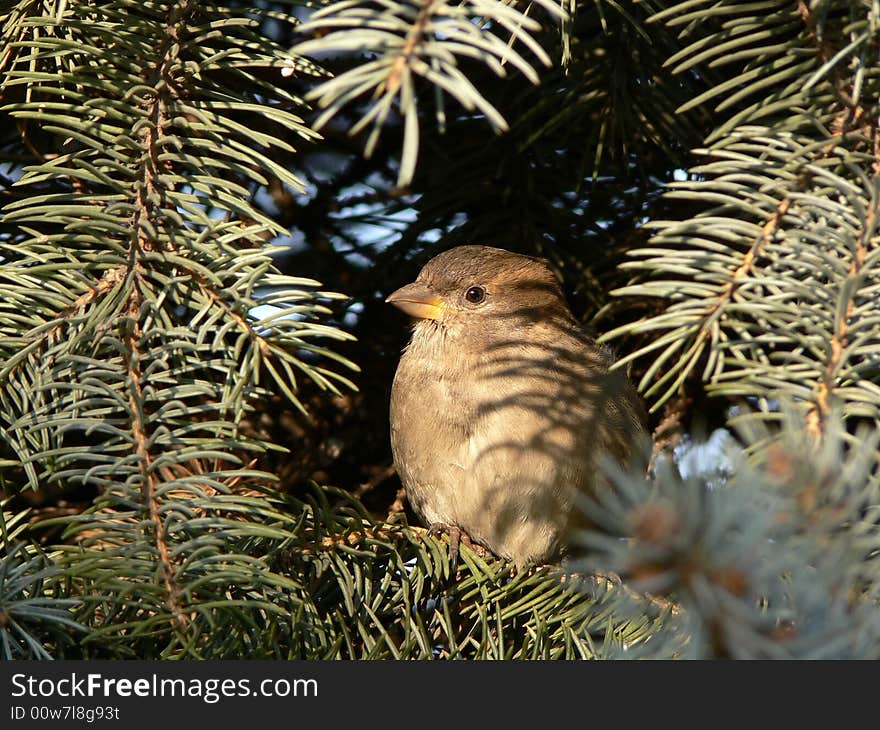 Young sparrow