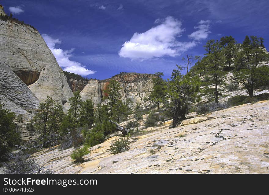 Pine trees on the upper plateau in Zion National Park, Southern Utah