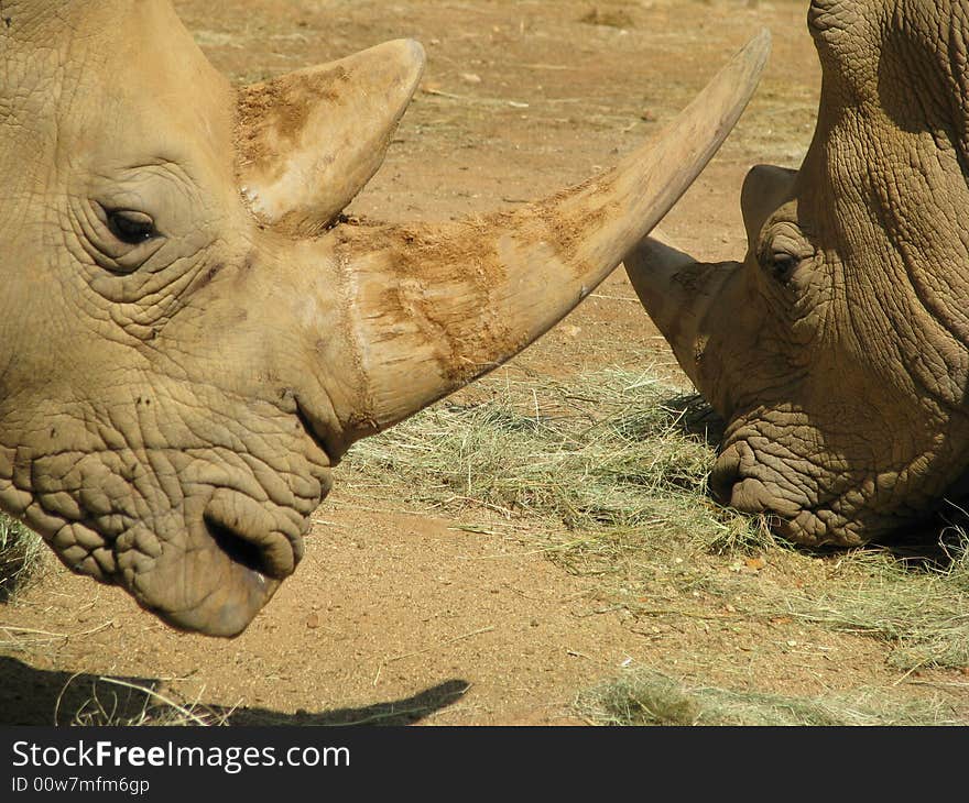 Rhinos Heads