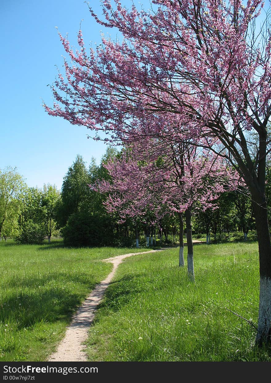 Timber path