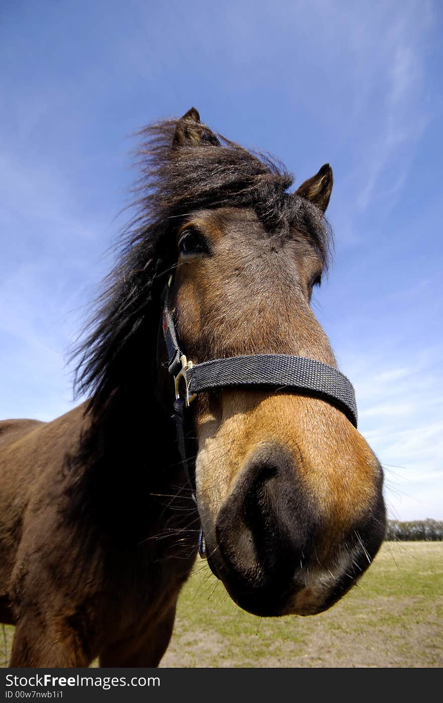 Wide angle shot of horse face. The horse is looking interested.