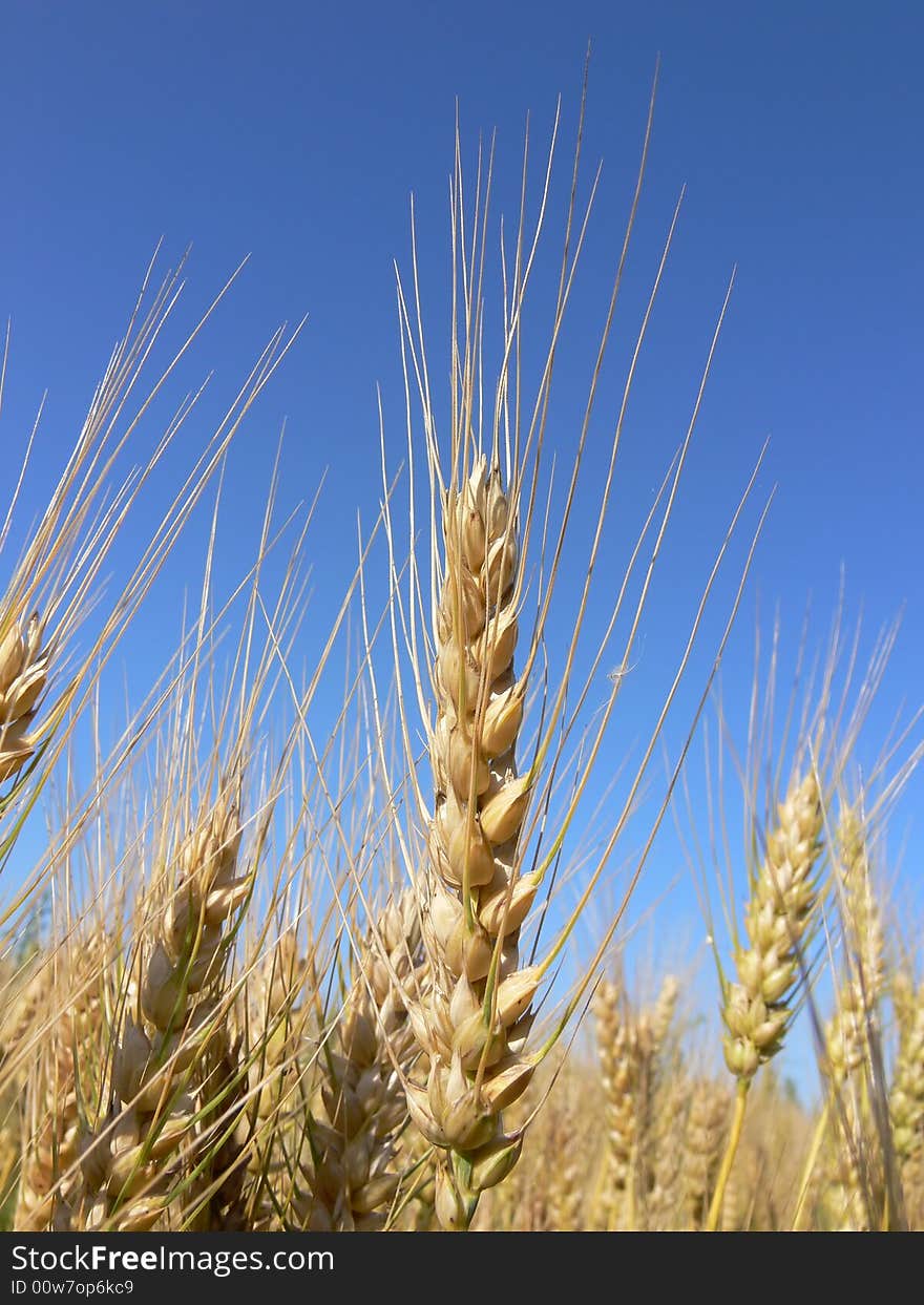 Half-ripe barley ears and blue sky