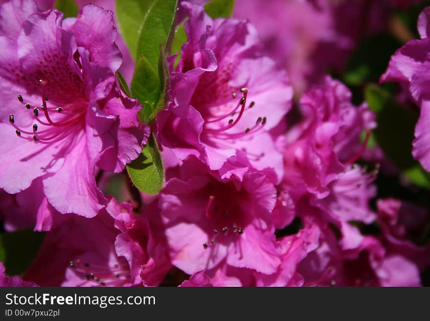 Macro of azalea flowering at its peak in vibrant greens and purples. Macro of azalea flowering at its peak in vibrant greens and purples.