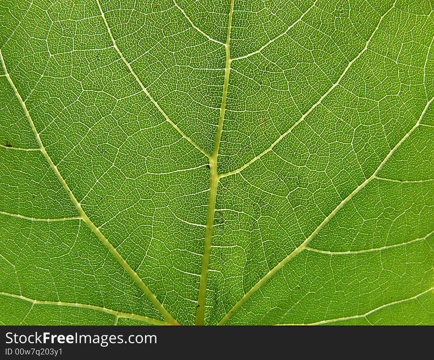 Close up shot of the vine leaf. Close up shot of the vine leaf