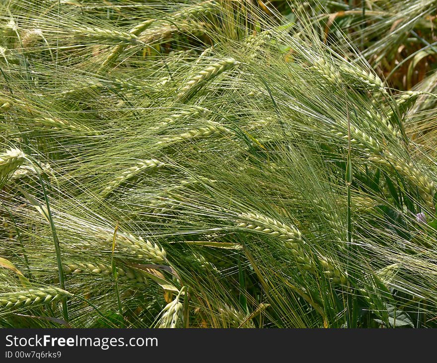 Unripe (green) heavy barley ears. Unripe (green) heavy barley ears