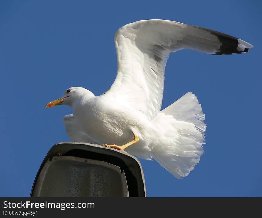 Seagull trying to fly up