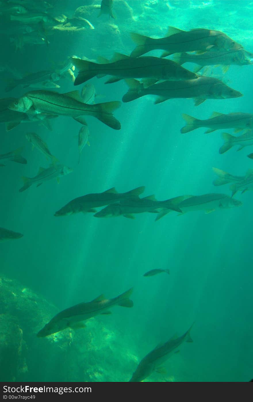 Fish with suns rays