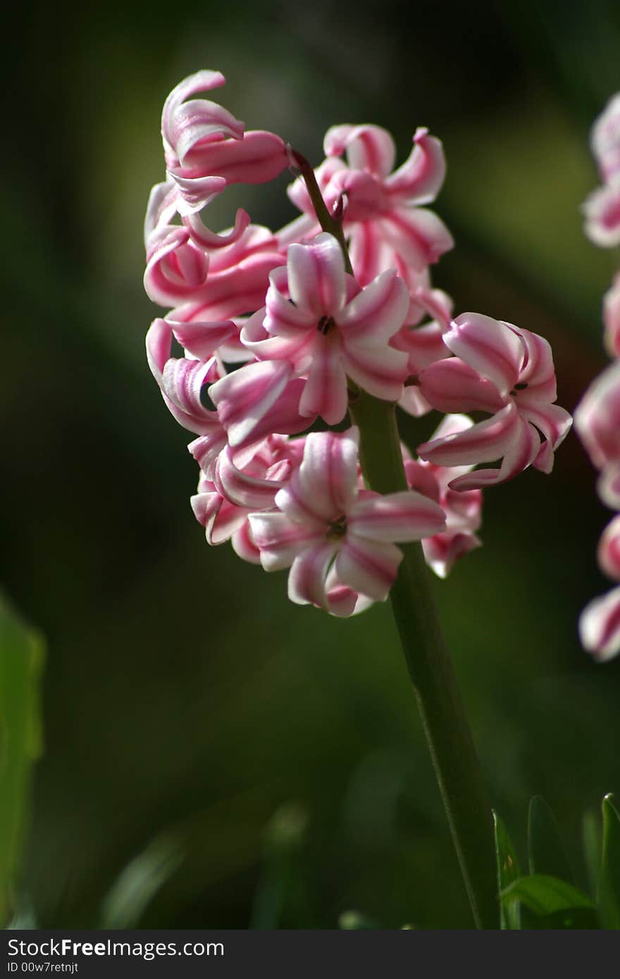 Pink flower