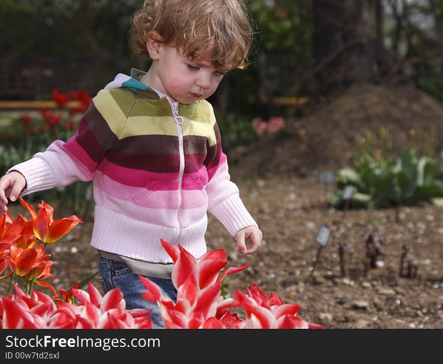 A child in the garden with red tulips.