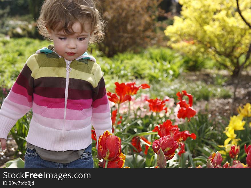 A child weeping in the garden with red tulips. A child weeping in the garden with red tulips.