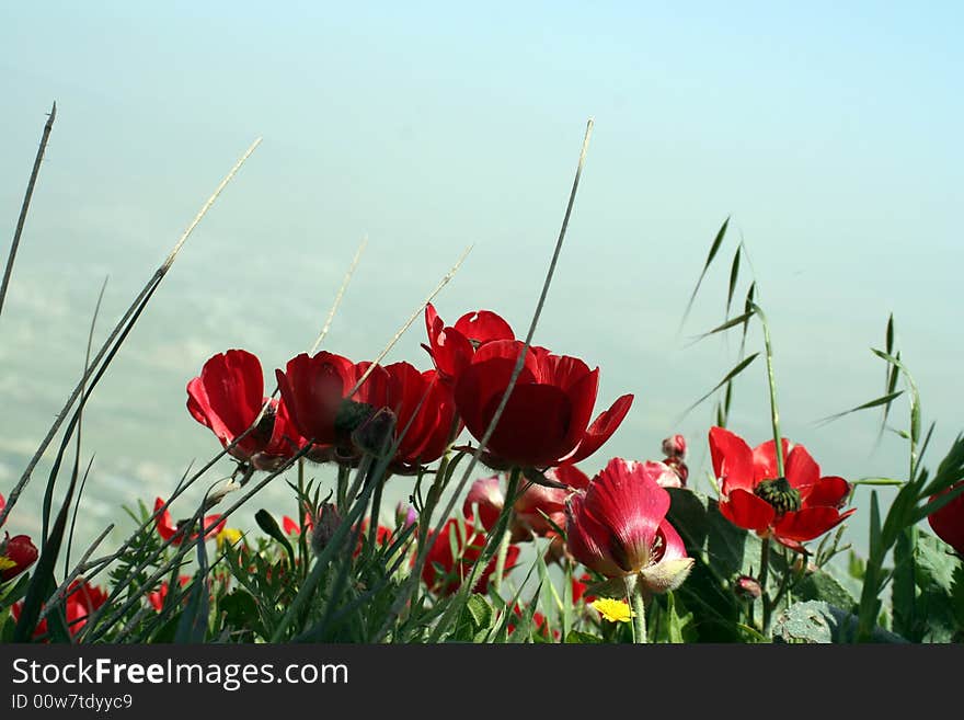 Red flower