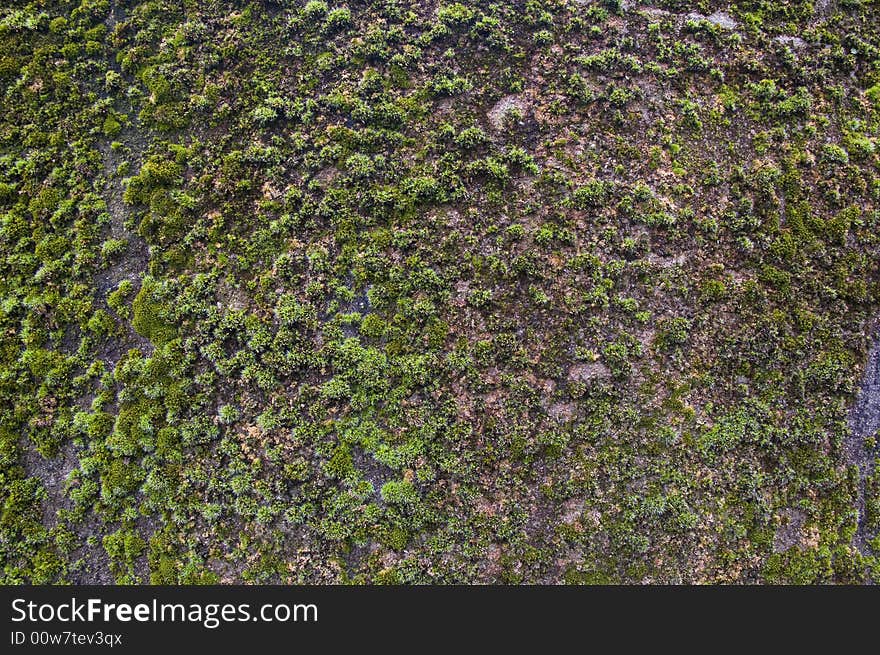 Natural moss background