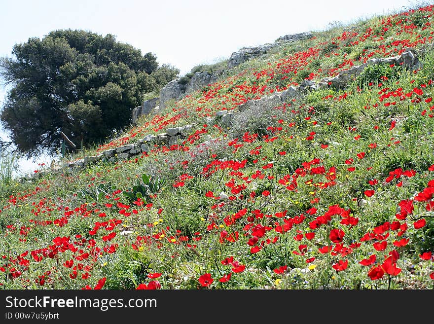 Red flowers