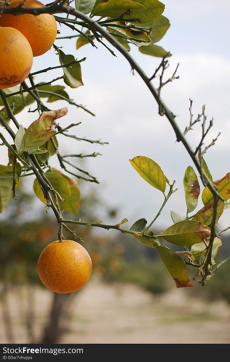 Beautiful oranges on bush in hot summer