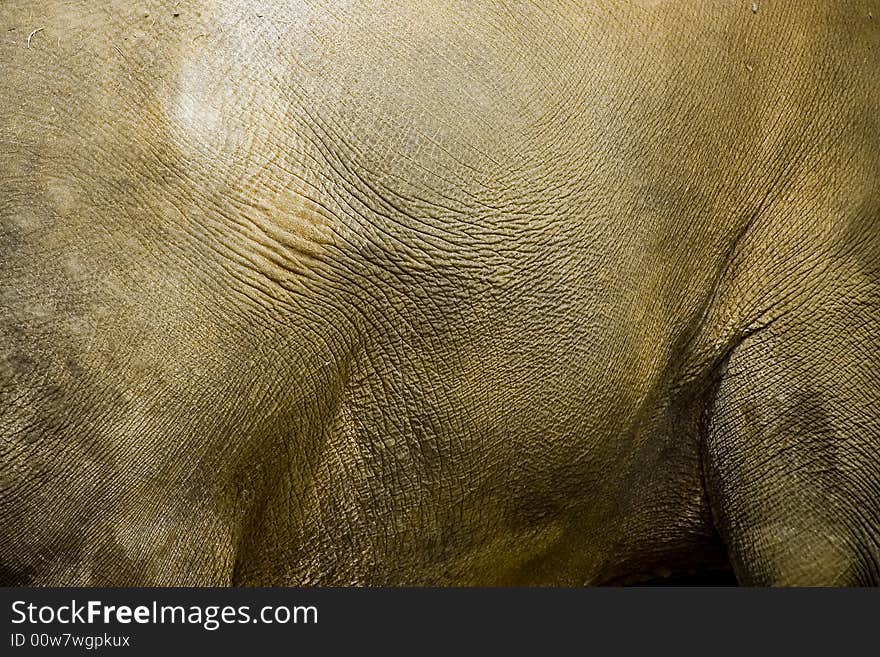 Photo showing rough structure of elefant's skin. Photo showing rough structure of elefant's skin