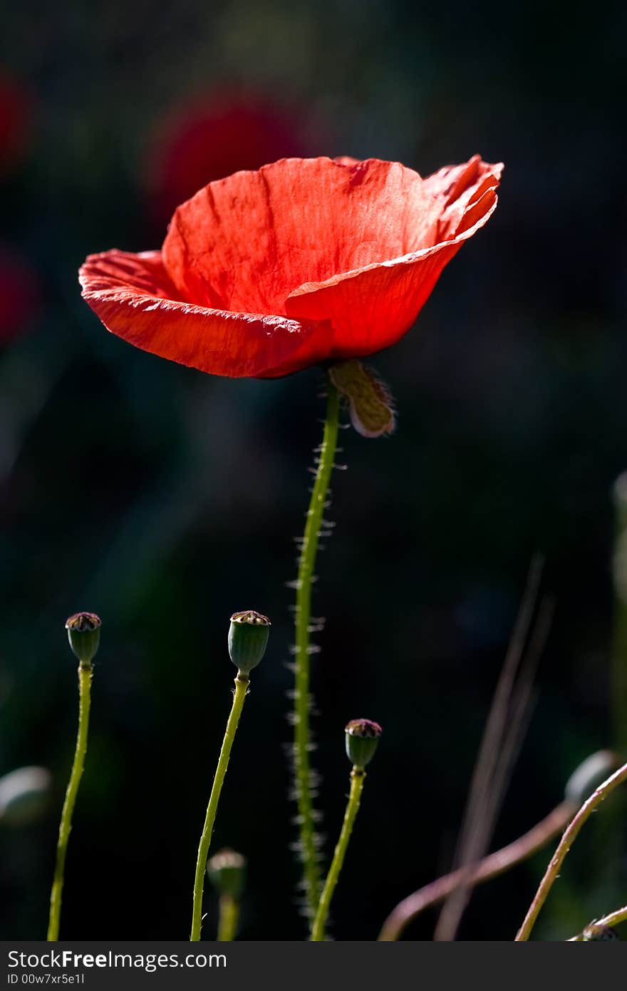 Poppy