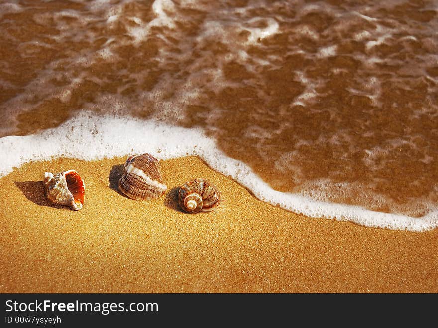 Seashells on the hot sand and foamy wave