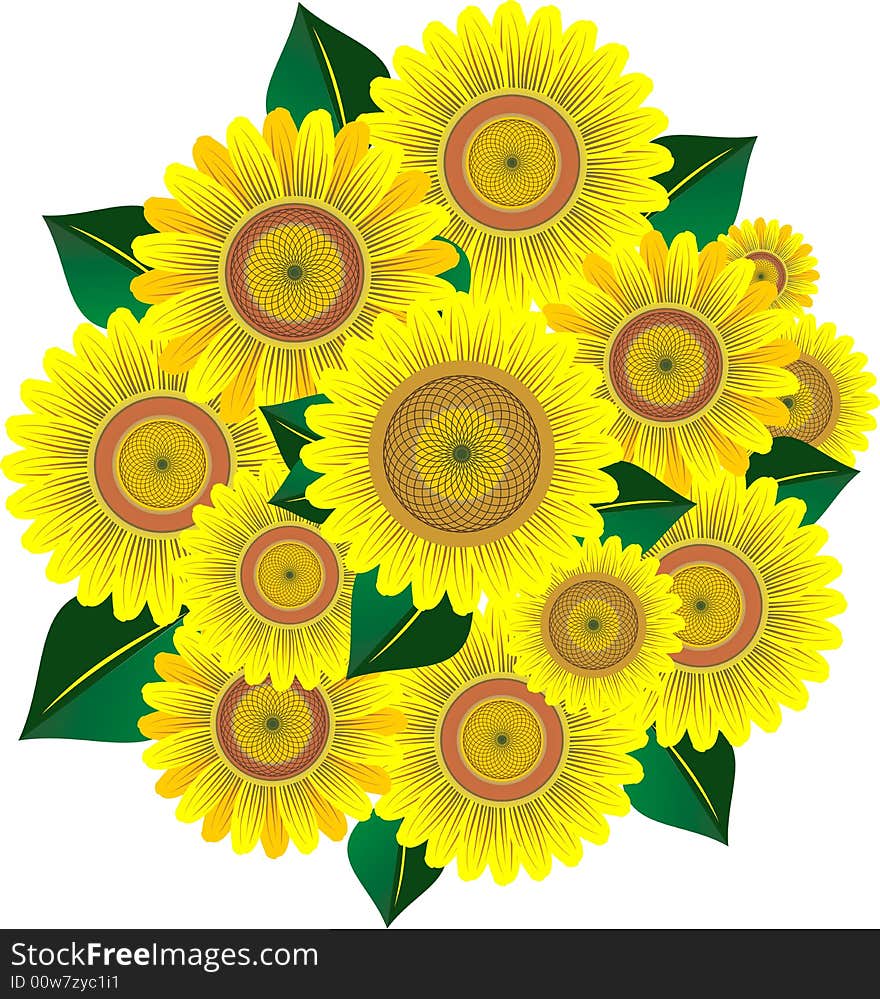 Sunflower vector image. Bouquet on white