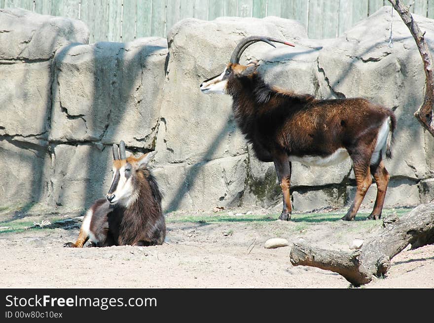 A brown goat with its young looking for food.