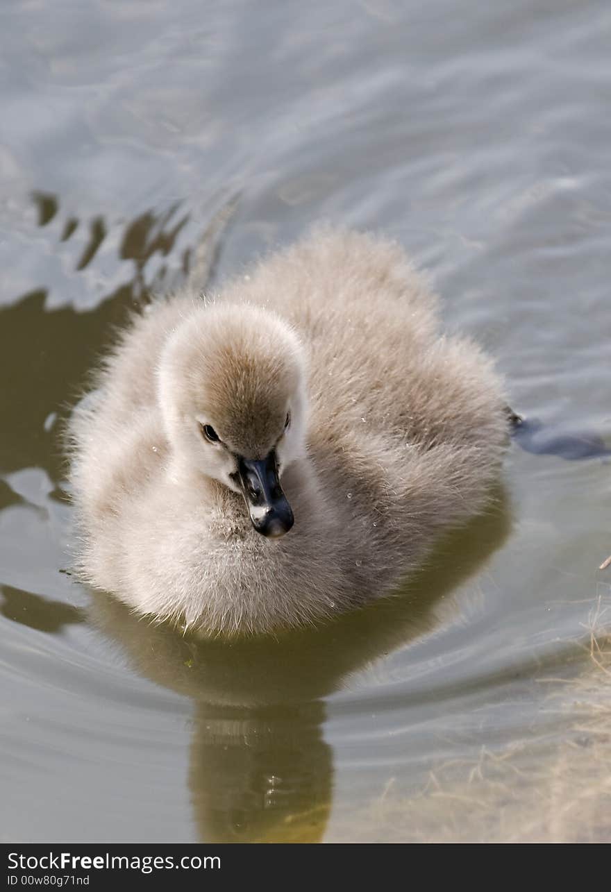 Little swan chicken in a lake