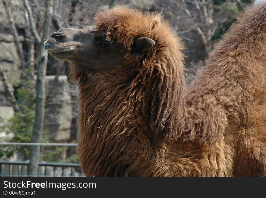 Closeup of a camel at Lincoln Park zoo. Closeup of a camel at Lincoln Park zoo.