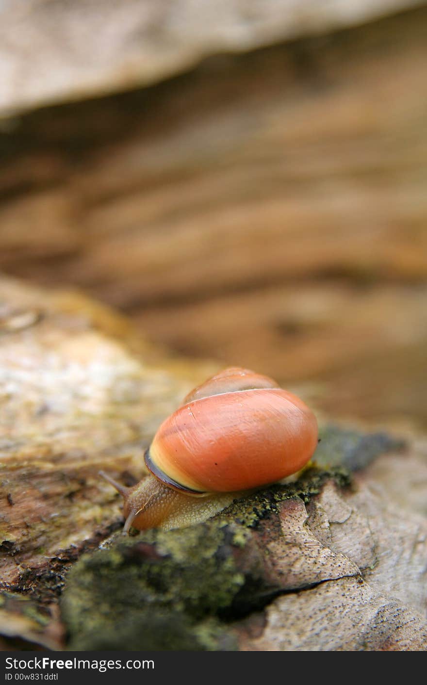 Snail on the broken tree