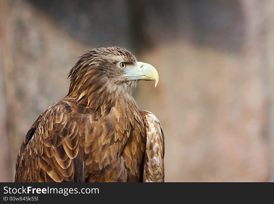 Tawny Eagle (Aquila rapax)