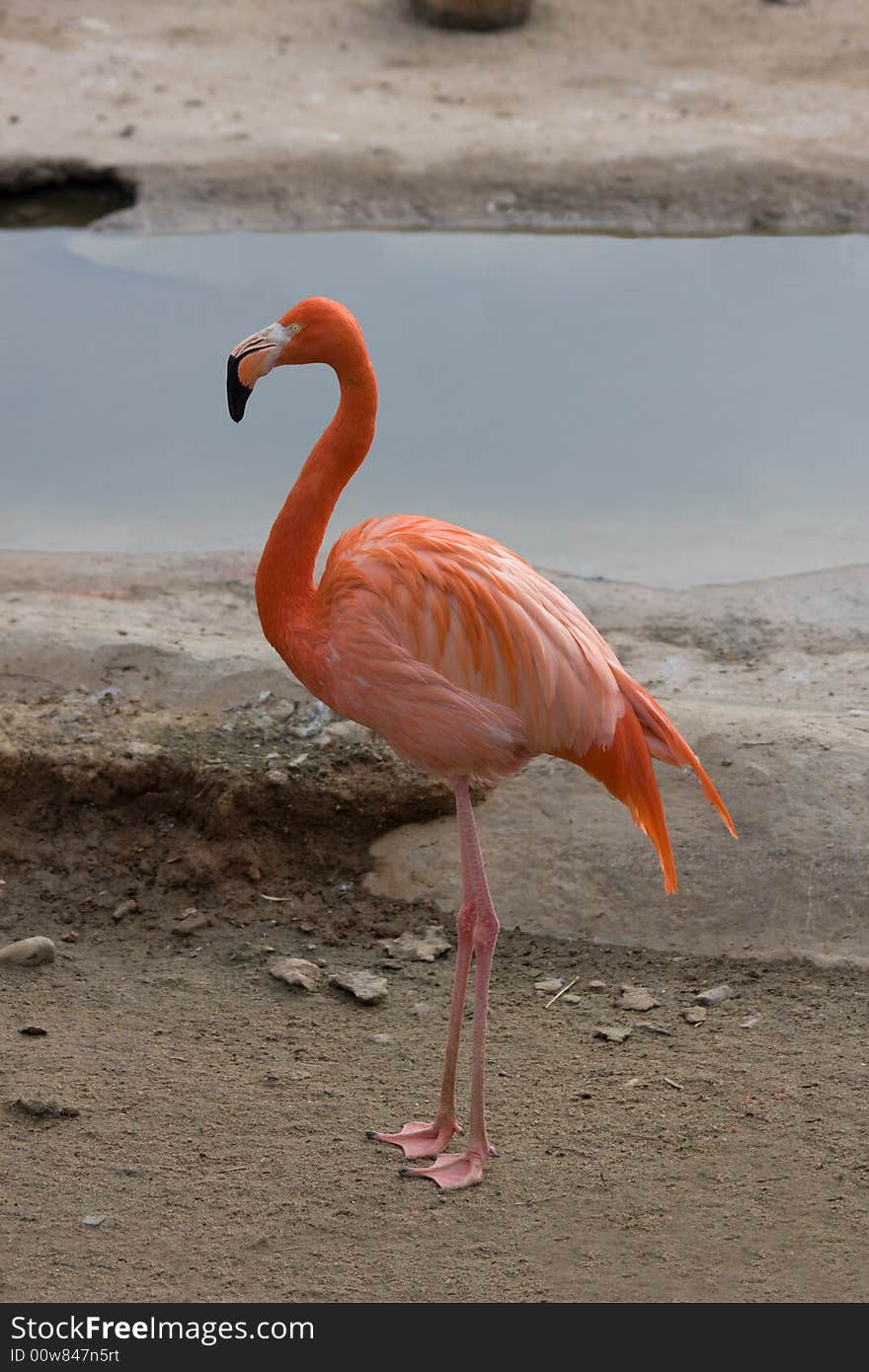 Flamino (Phoenicopterus)