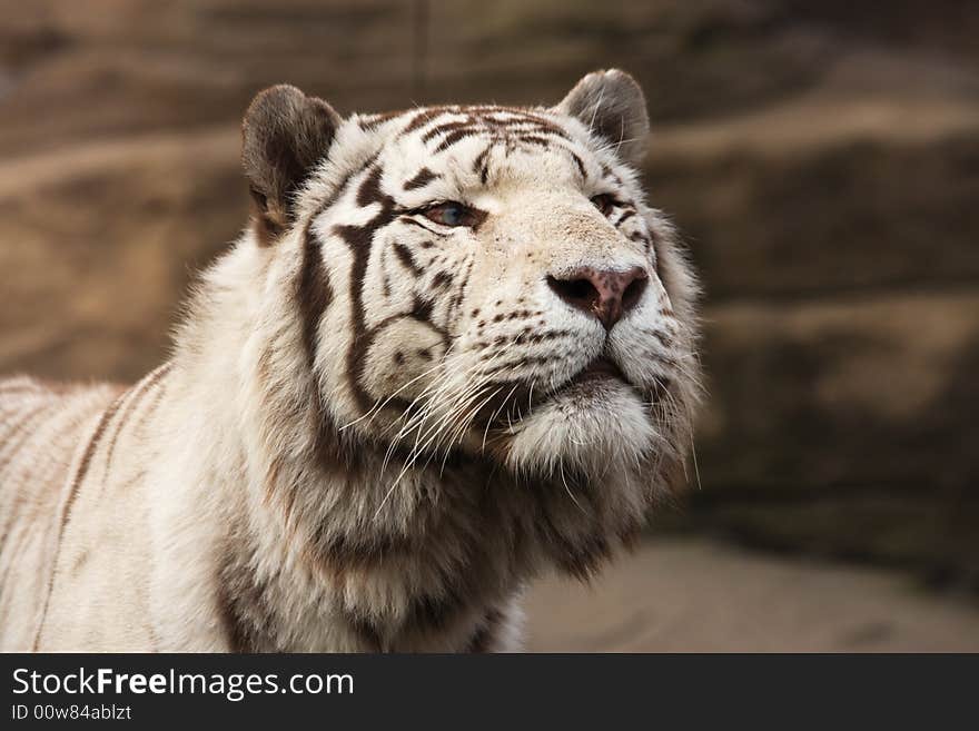 White Amur Tiger