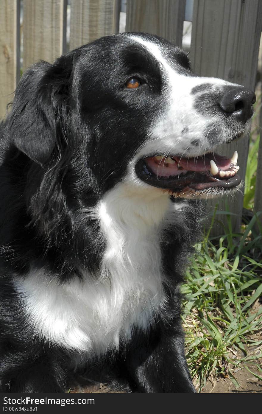 Black and white border collie looking up. Black and white border collie looking up