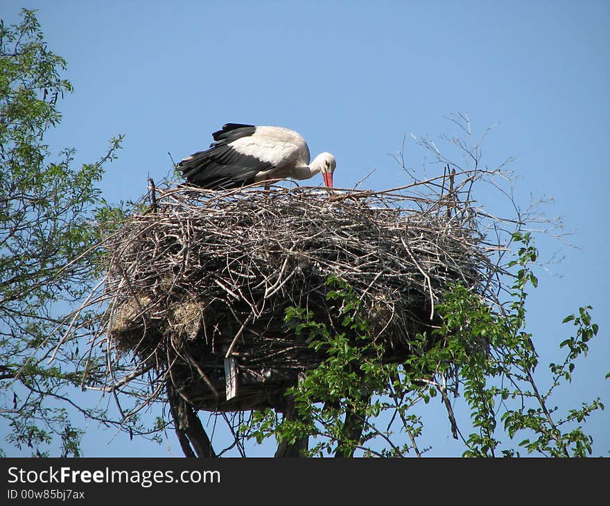 A be single stork is in a nest