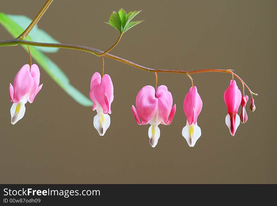 Closeup and isolated bleeding heart flowers