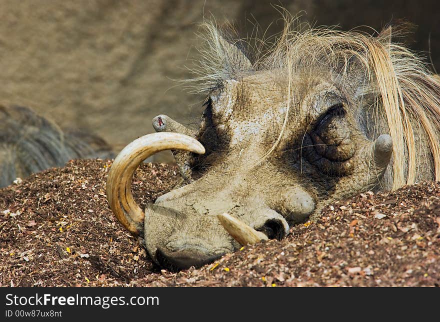 A warthog with large tusks close up