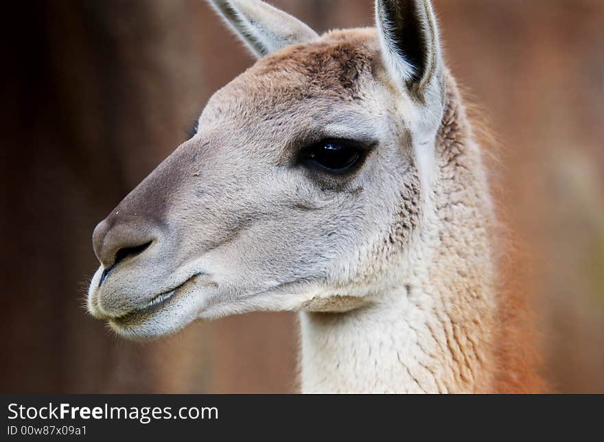 A llama, close up, fuzzy animal