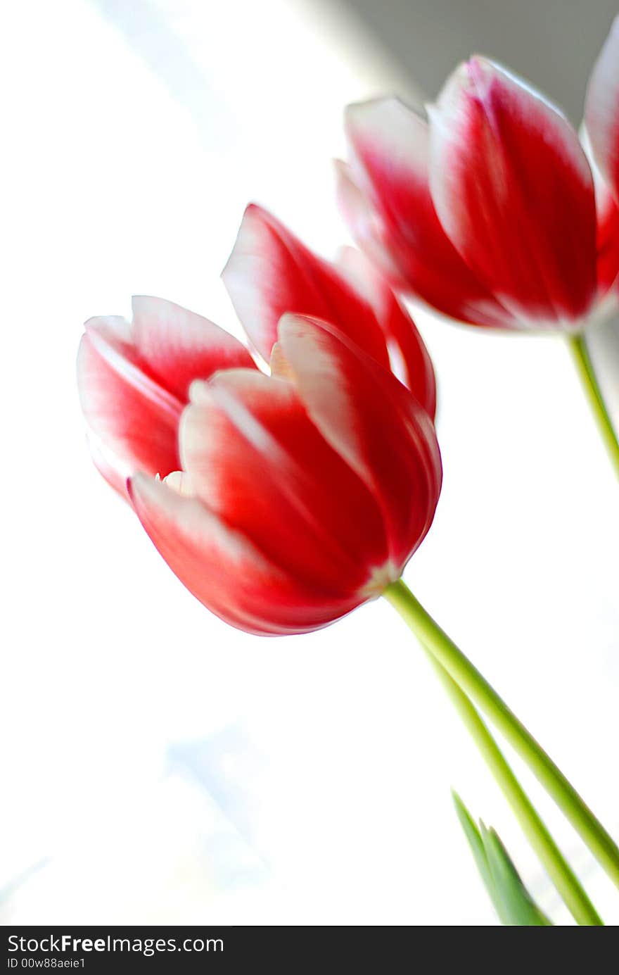 High key picture of tulips