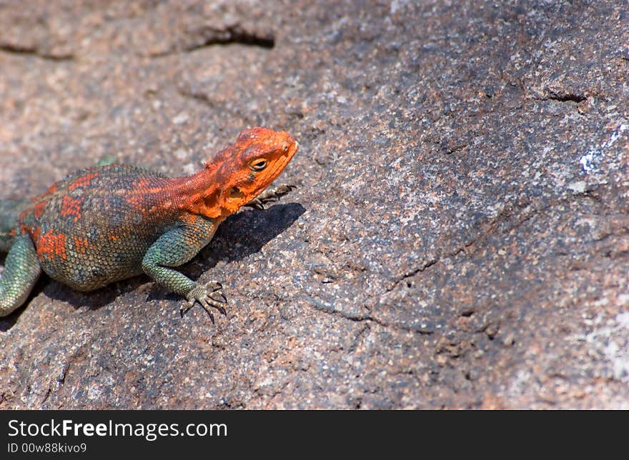 A Red headed rock agama close up. A Red headed rock agama close up