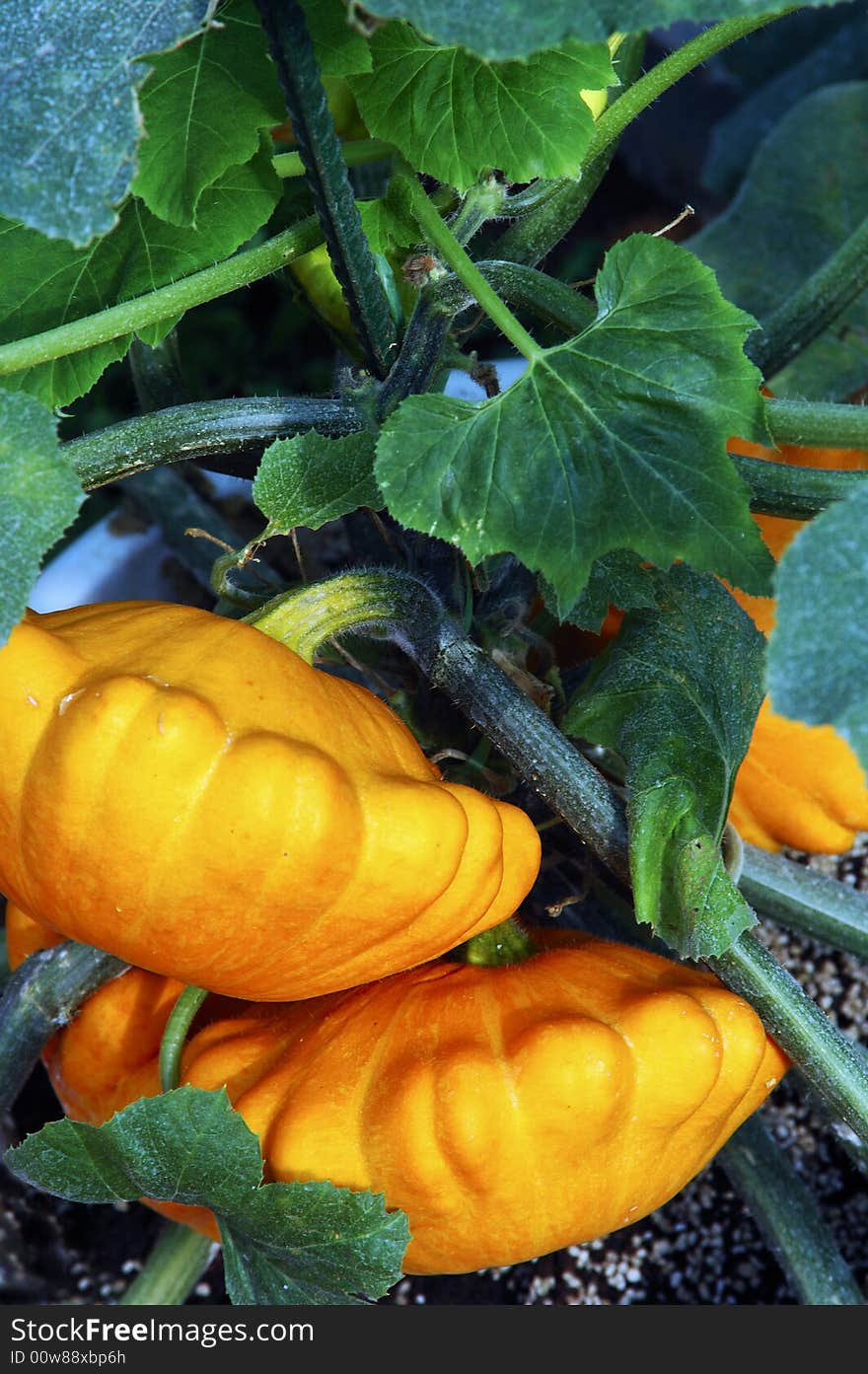 Potted plant pumpkins