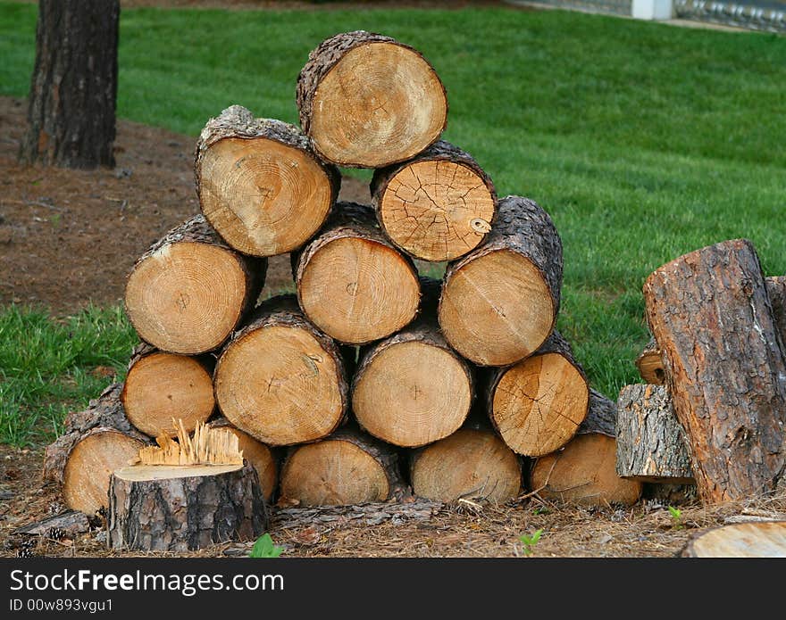 A tree freshly cut, stacked in a pile. A tree freshly cut, stacked in a pile