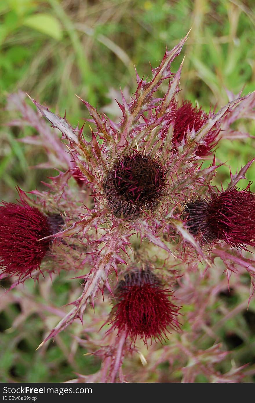 Thornwood School's namesake, the Thistle. Thornwood School's namesake, the Thistle