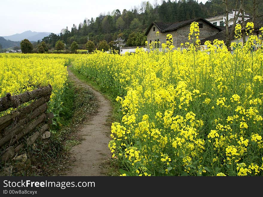 Rural alley, Yellow flowers of rape