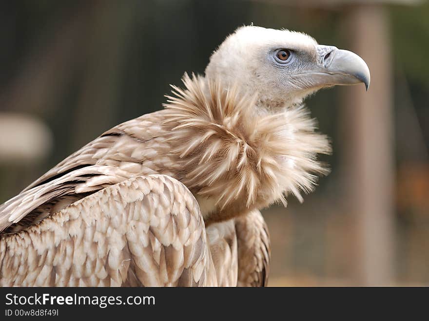 A picture of a hawk that is watching to the distant. A picture of a hawk that is watching to the distant.