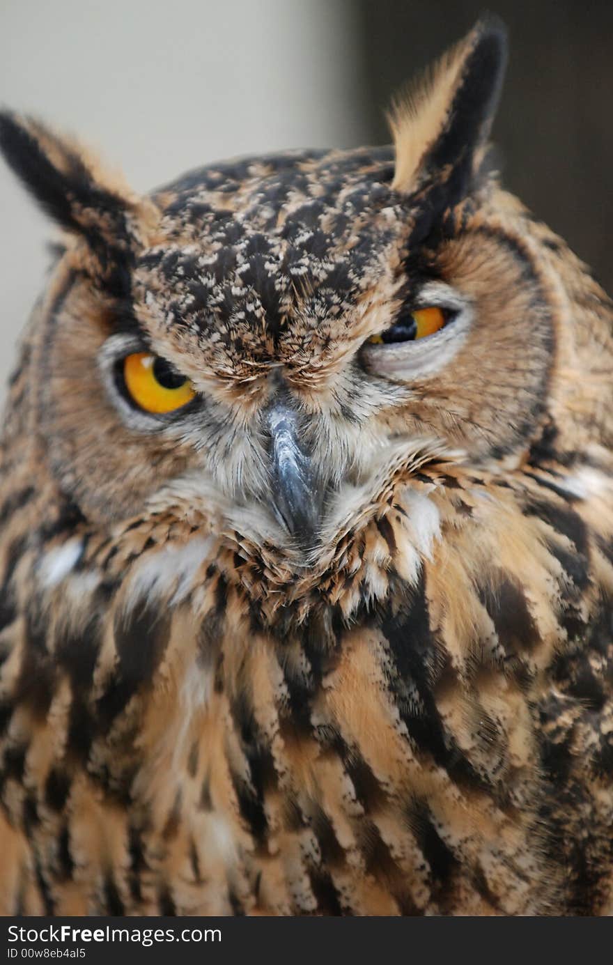 A picture of the funny face of an owl. A picture of the funny face of an owl.