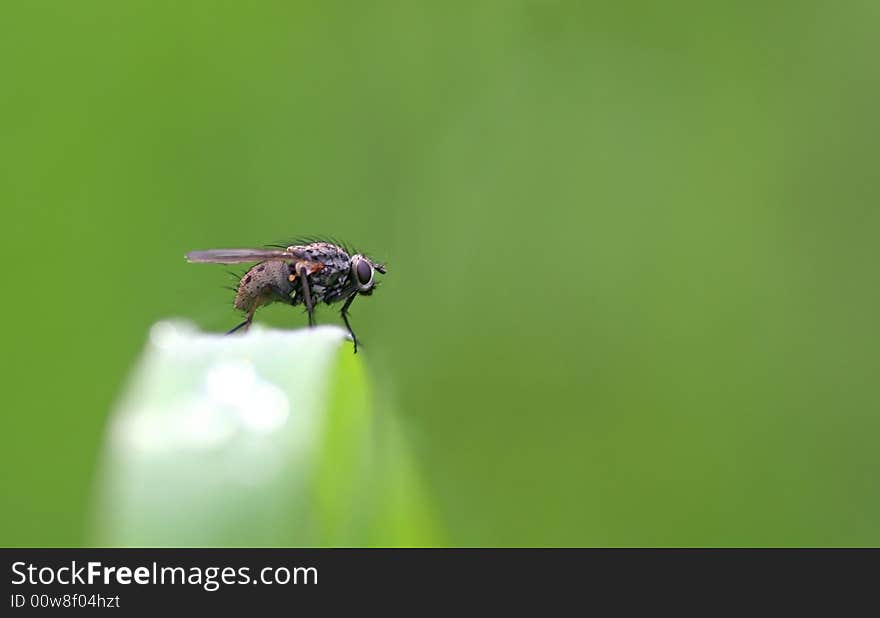 Irritating insect sitting on a spear. Irritating insect sitting on a spear