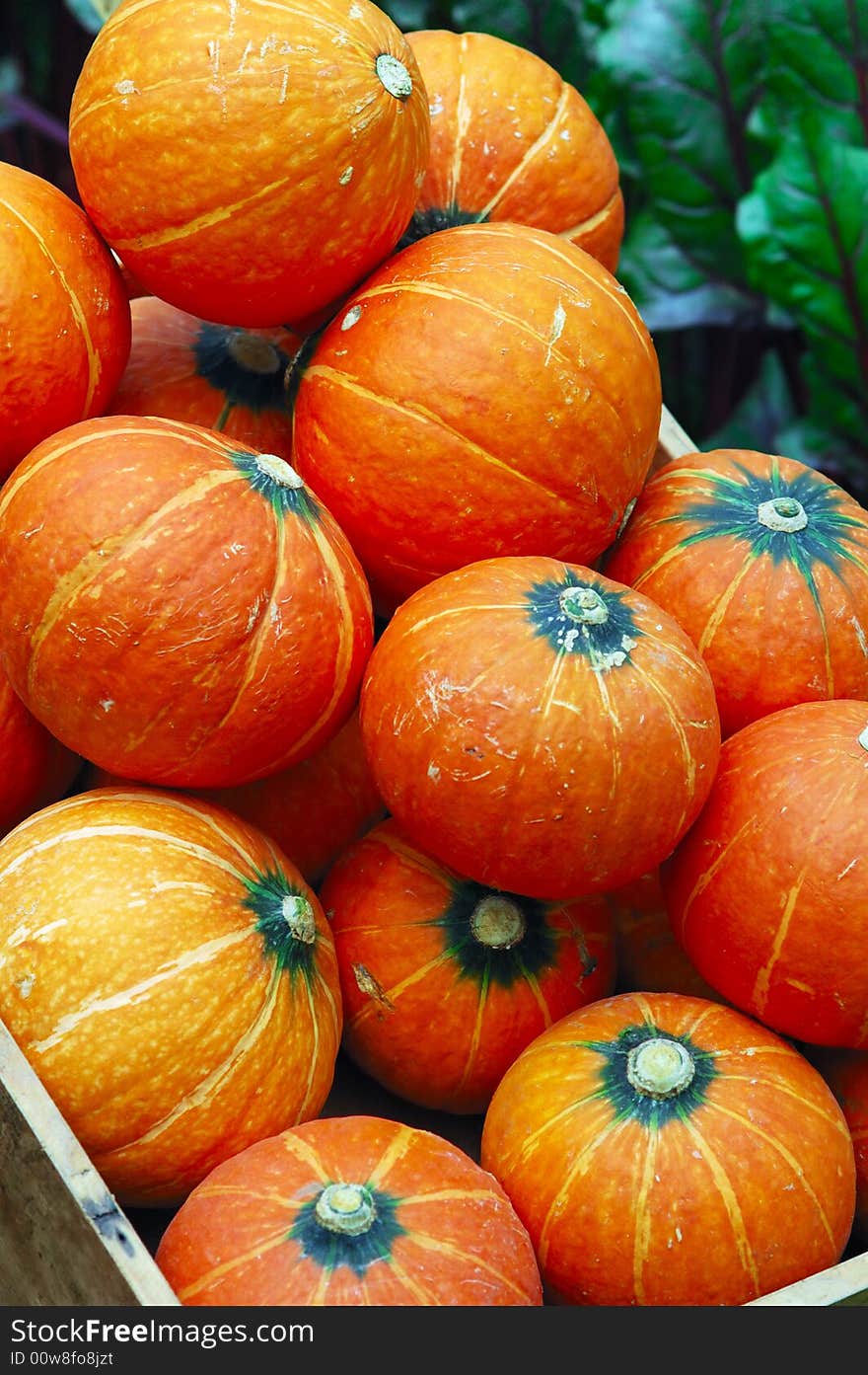 Pumpkins in garden