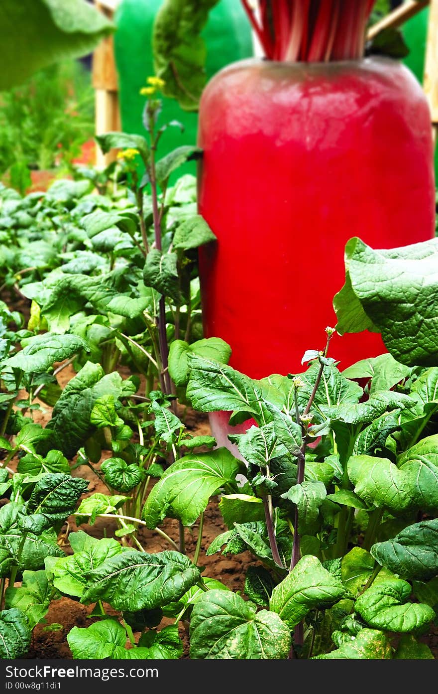 Various vegetable plant in garden. Various vegetable plant in garden