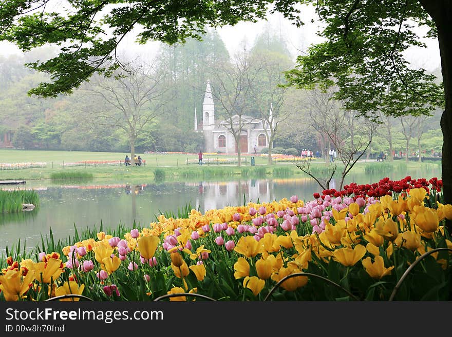 Church with tulip in park. Church with tulip in park