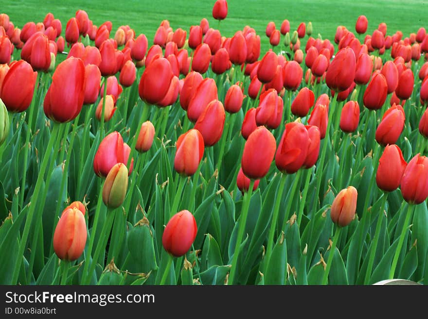 Red  tulips field in spring